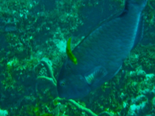 Blue Marlin Lodge photo by RG DeLong