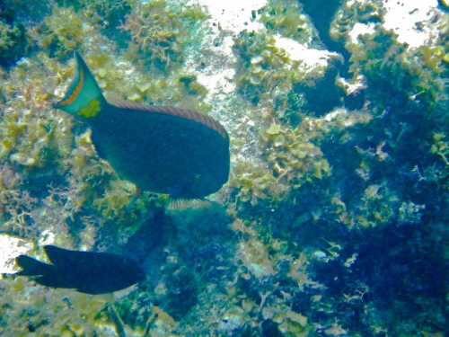 Blue Marlin Lodge photo by RG DeLong