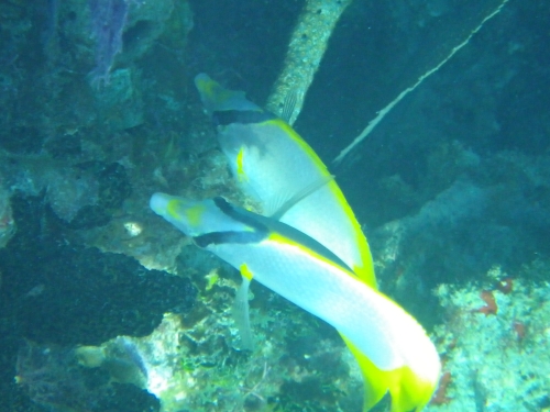 Blue Marlin Lodge photo by RG DeLong