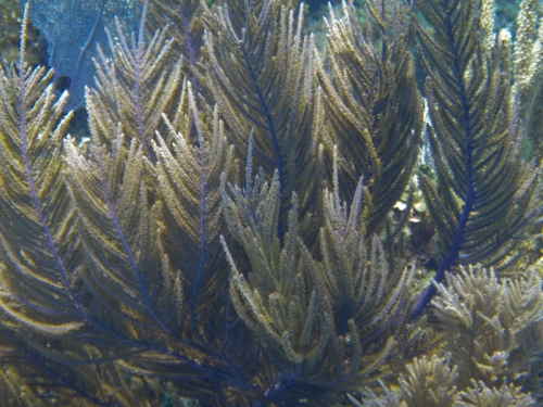 Blue Marlin Lodge photo by RG DeLong