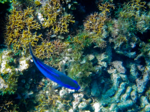 Blue Marlin Lodge photo by RG DeLong