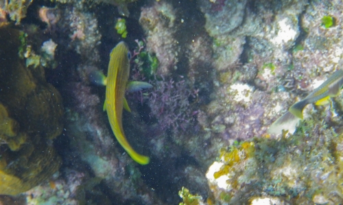 Blue Marlin Lodge photo by RG DeLong