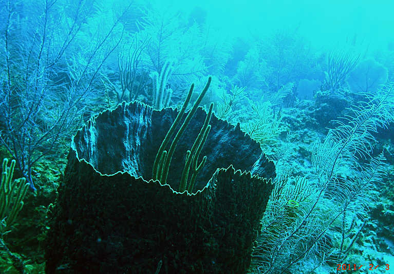 Sponge at about 40', coral reef