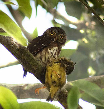 Central American Pygmy-owl (Glaucidium griseiceps) feeding
