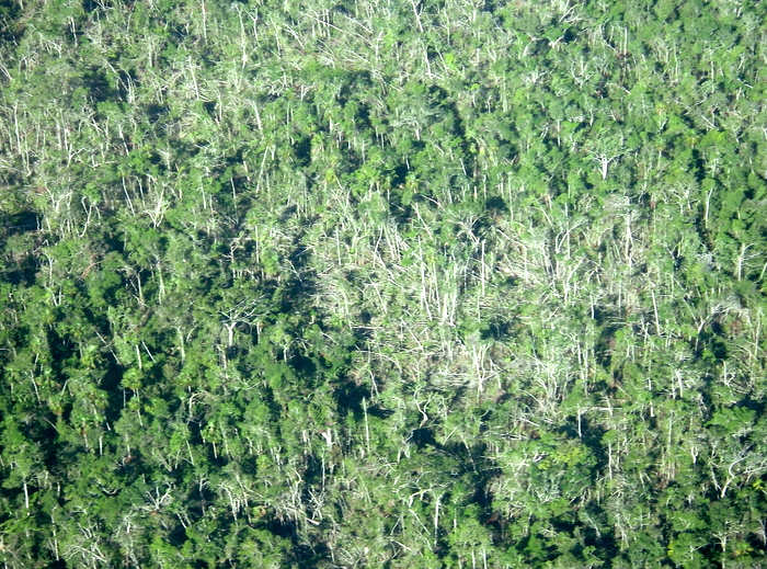 Belize jungle- trees down