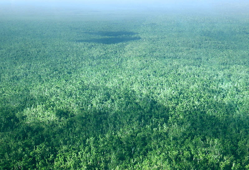 Belize jungle