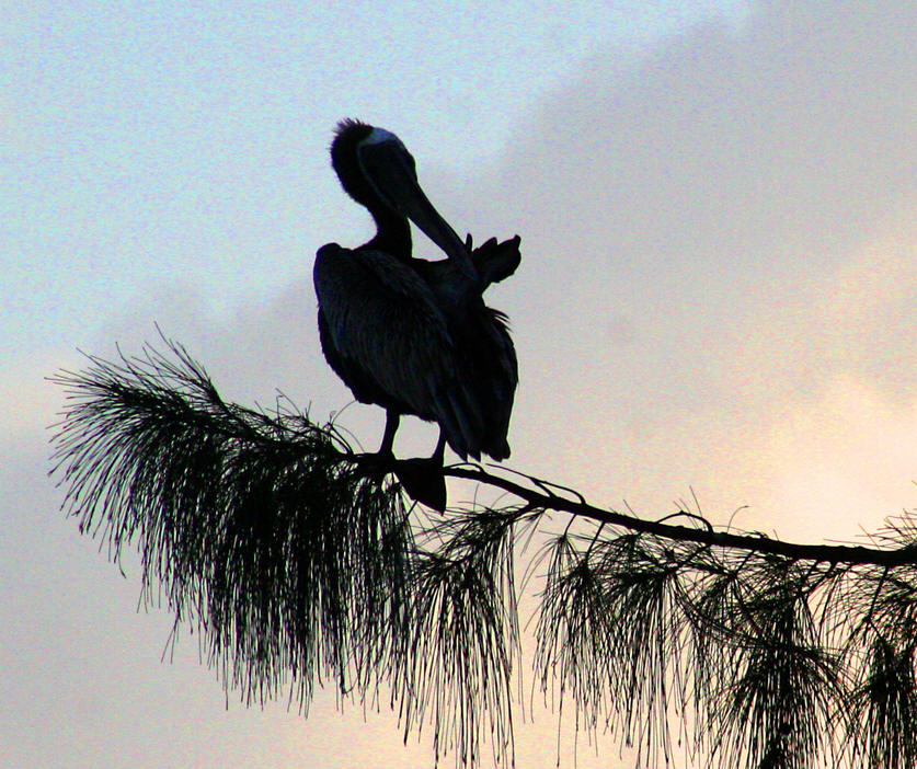 Pelican in tree at Blue Marlin Lodge