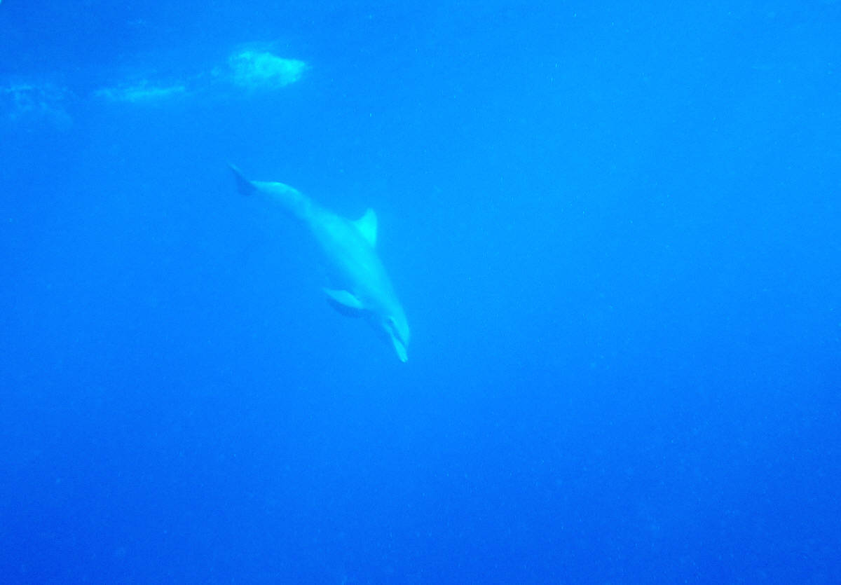 dolphin in Belize