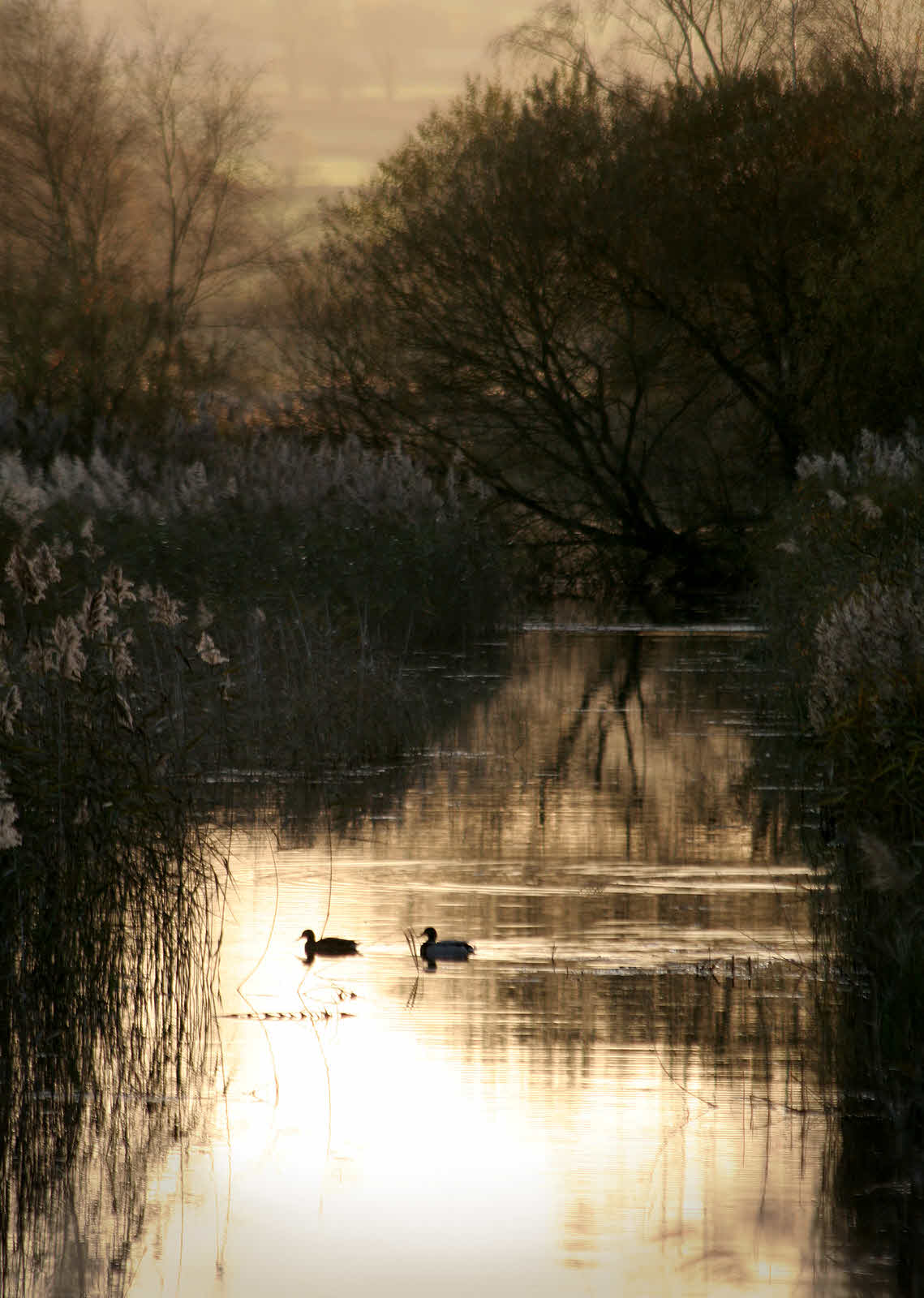 Ducks in sepia marsh