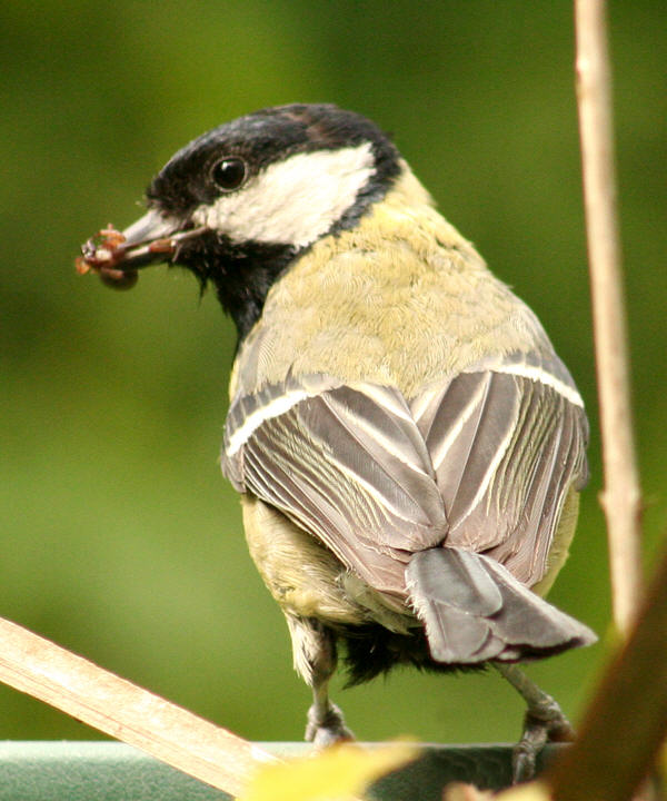 Great tit with insect
