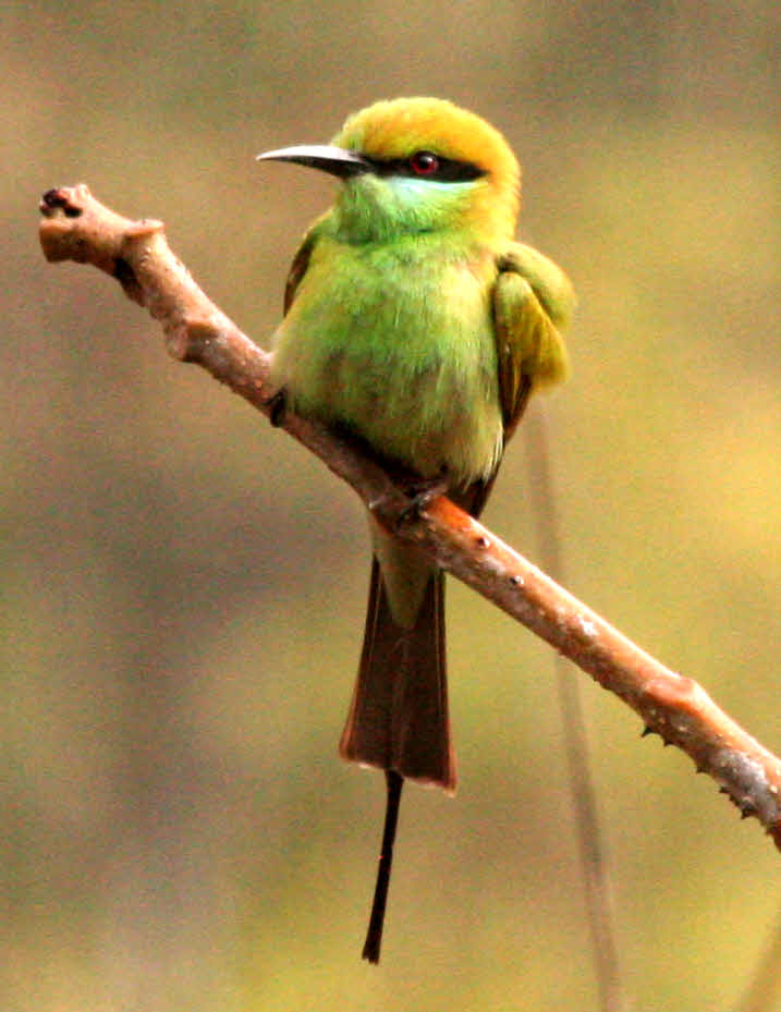 Bee-eater