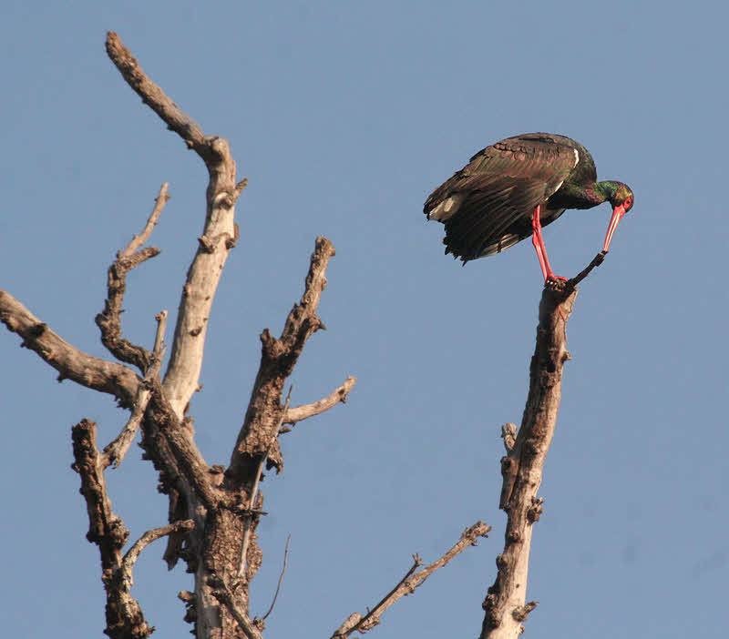 Ibis