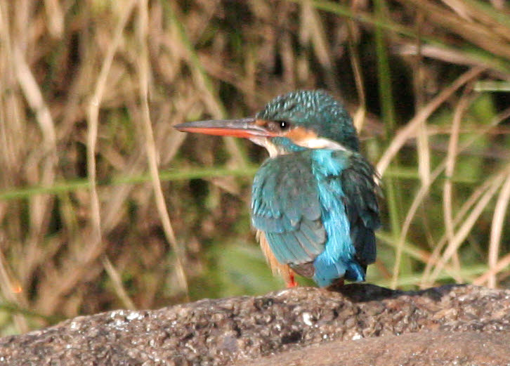 Kingfisher