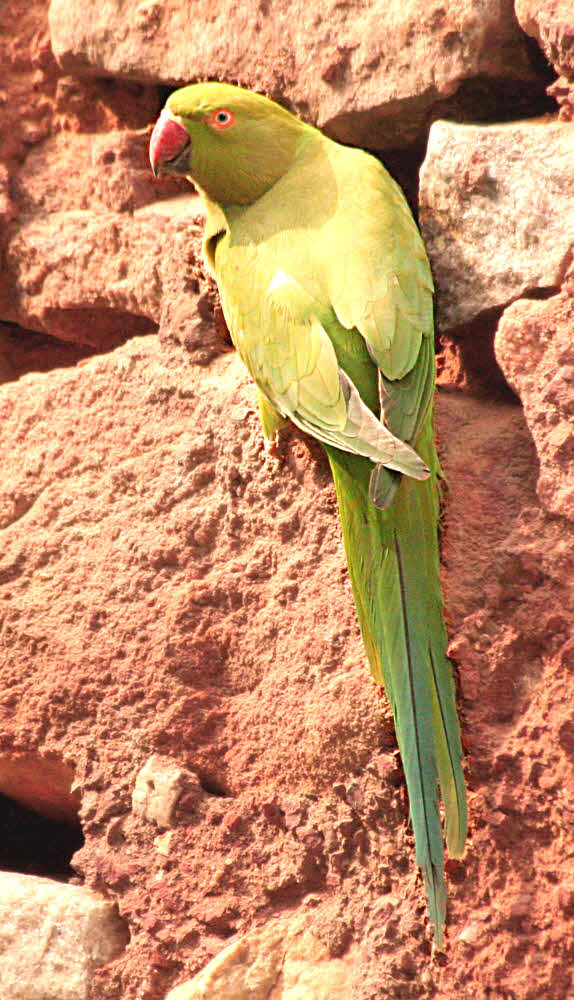 Parrot