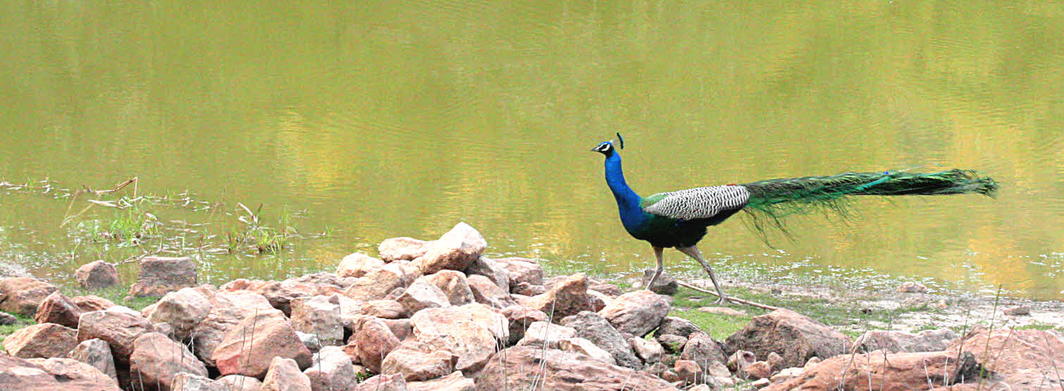 Peacock