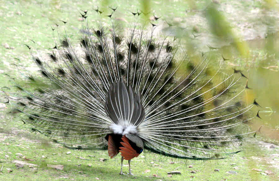 Peacock