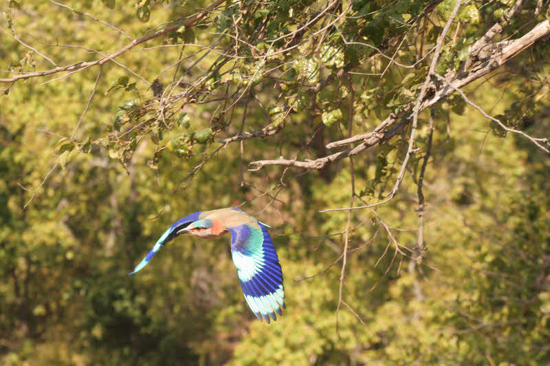 Roller in flight