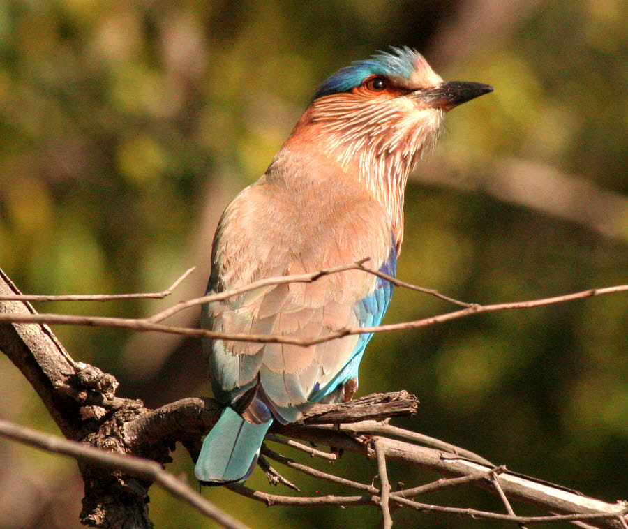 Perched Roller (bird)