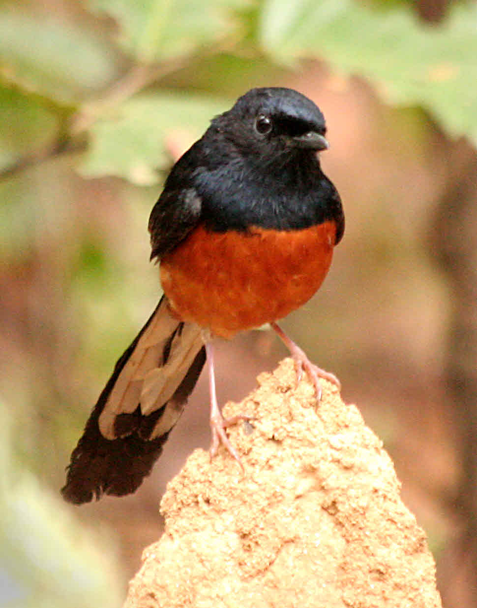 Bird