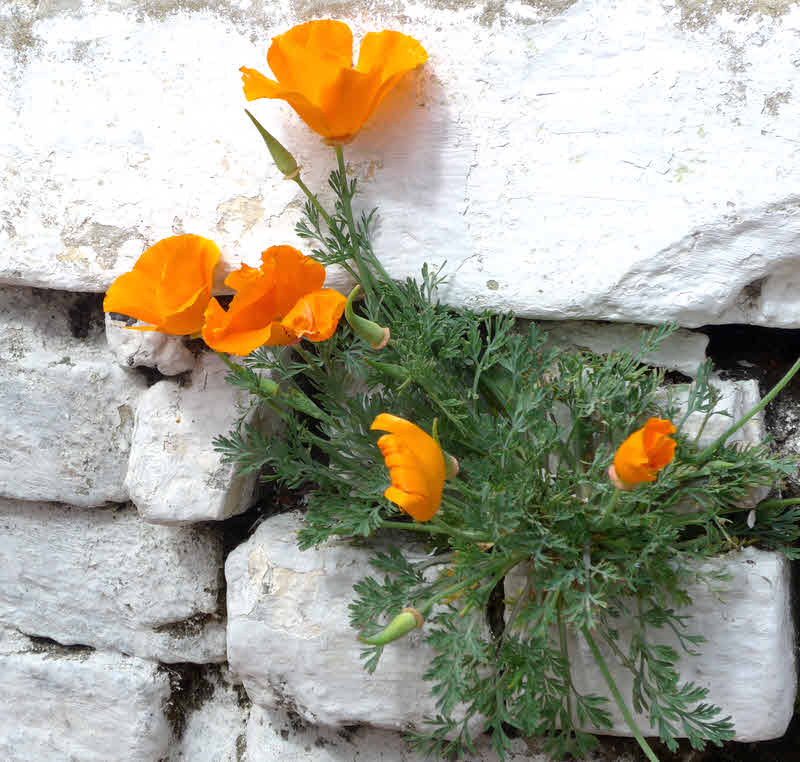 Pretty orange flower