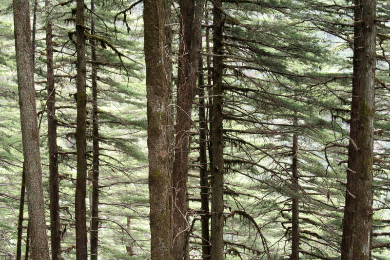 Deodar forest