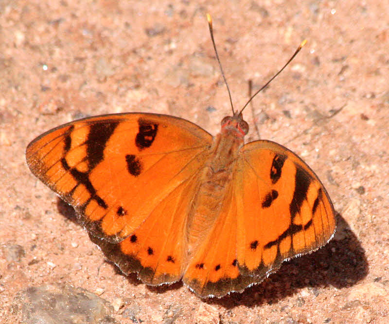 Butterfly