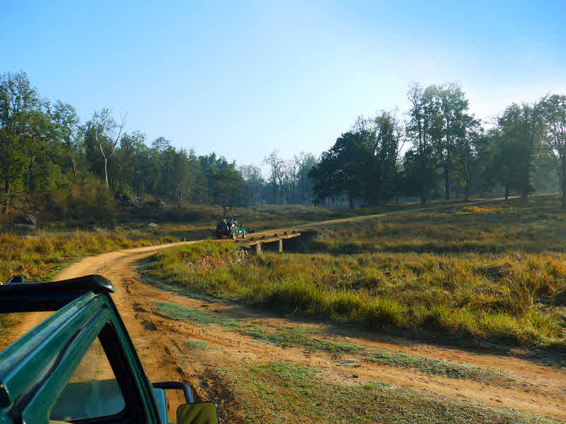 Looking for tigers, Kanha