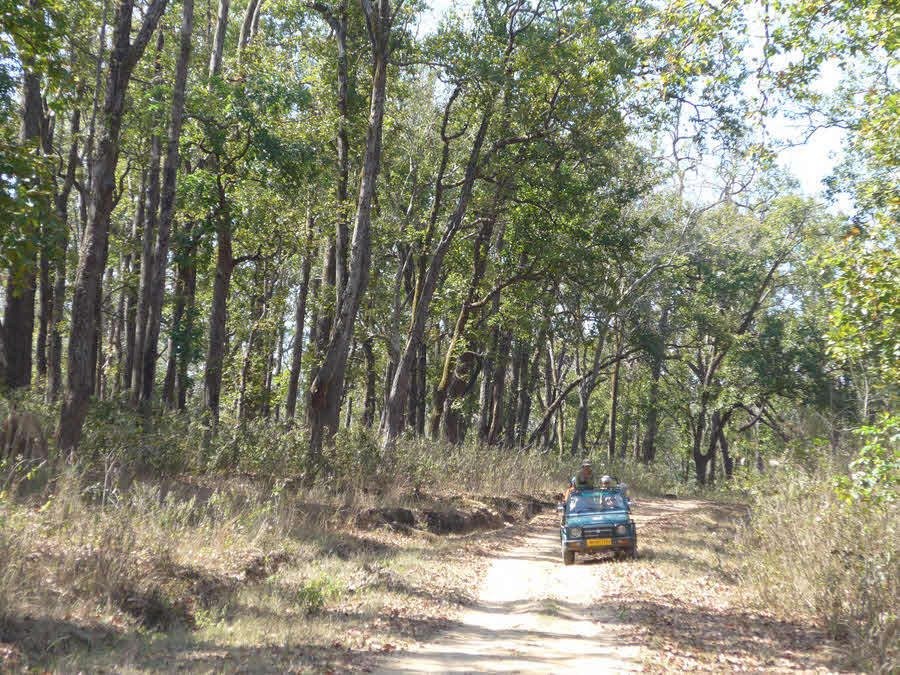 Searching... dal forest