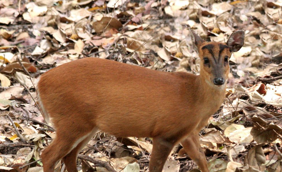 Barking deer, Bandhavgarh
