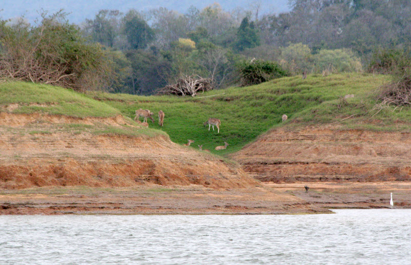 Chital at Denwa