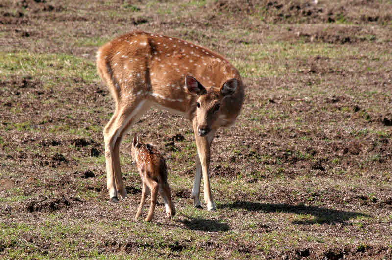 Chital, or Spotted Deer, with fawn