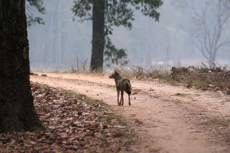 Jackal