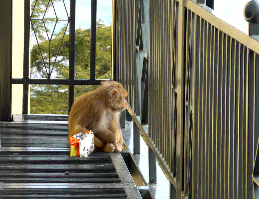 Chips stealing macaque