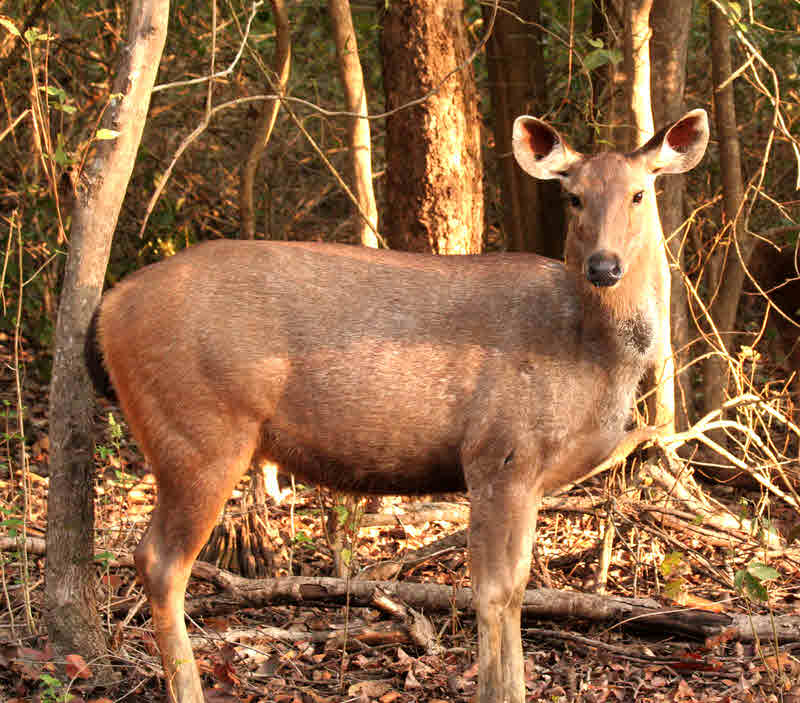 Sambar hind
