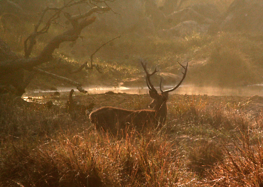 Stag