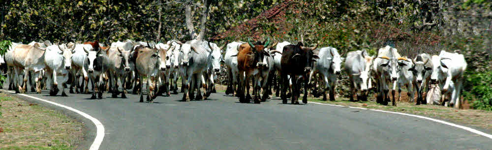Cattle in road, India