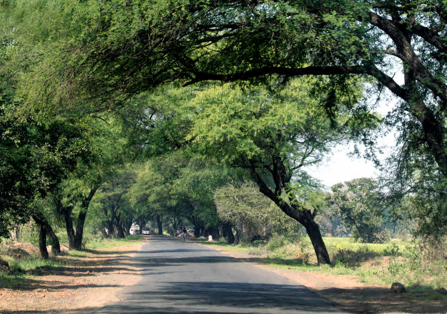 Tree lined road, India