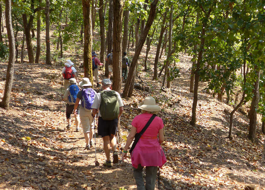 Sal forest, hiking, near Pachmarhi