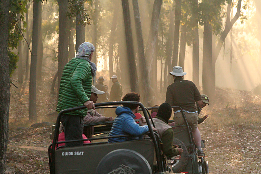 Searching for tigers