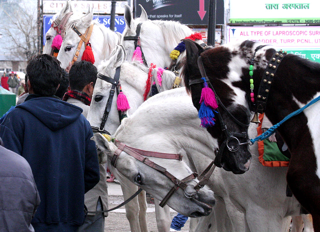 Horses for children's rides, Shimla Mall