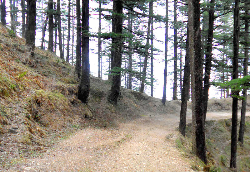 Path in Wildflower Hotel, Shimla, woods