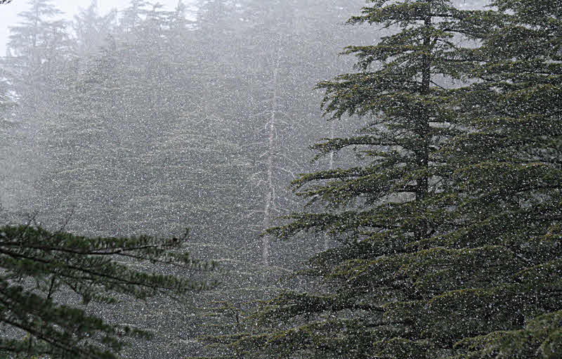 Shimla snow