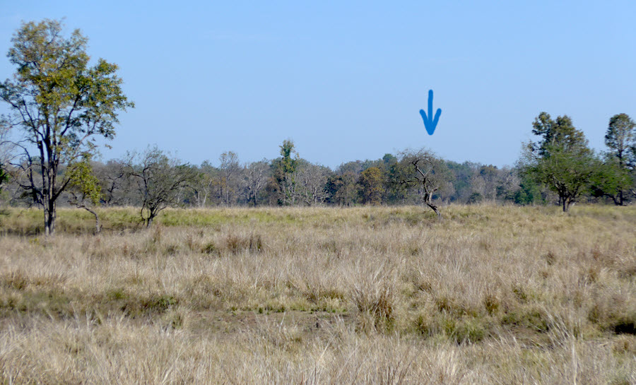 Site of first sighting