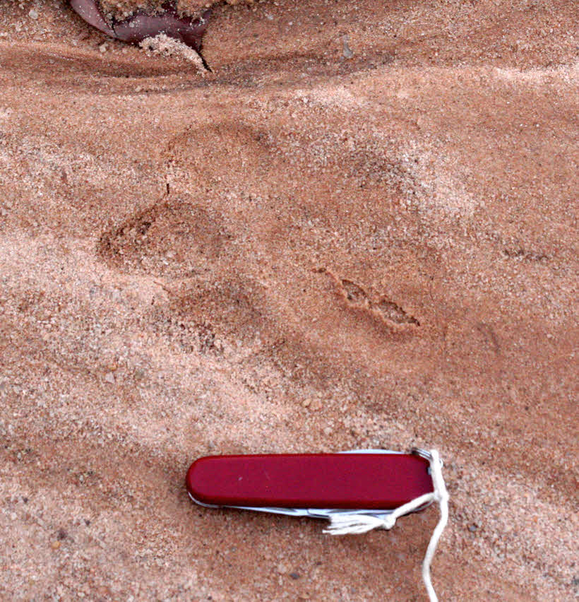 Tiger's track