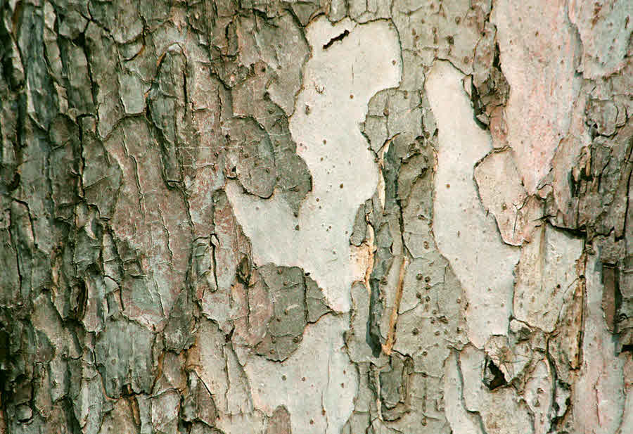 Bark of 'Ghost tree', or Indian gum