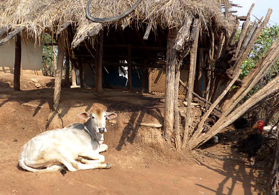 Cow in village, rural India