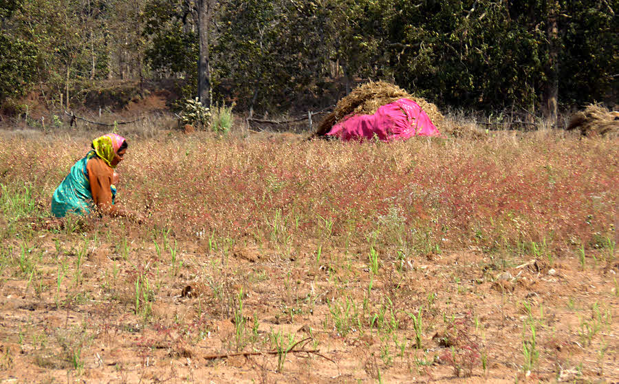 Harvesting chick-peas by hand- rural India