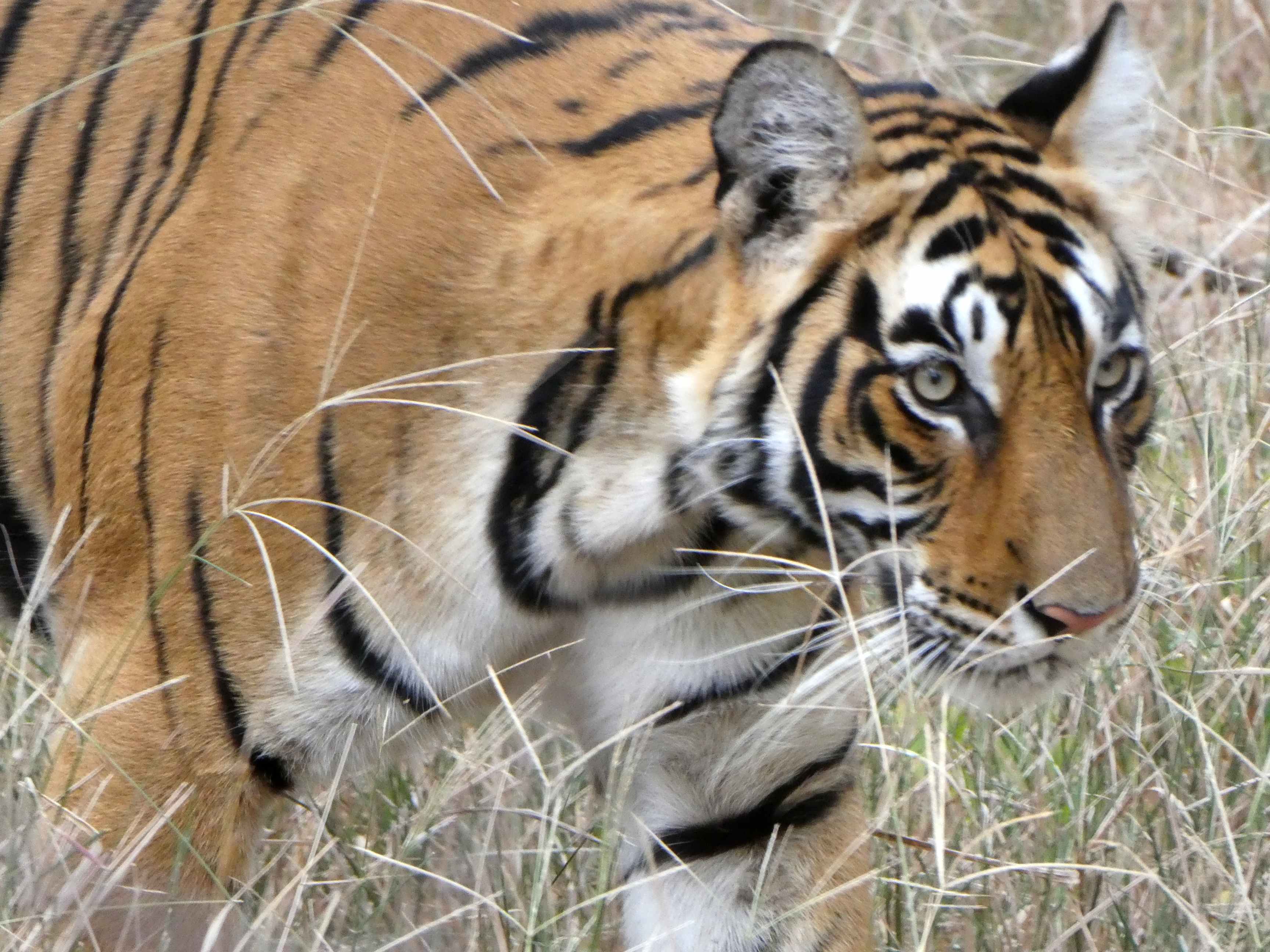 ((image tiger-23b10-P1010454.jpg goes here))