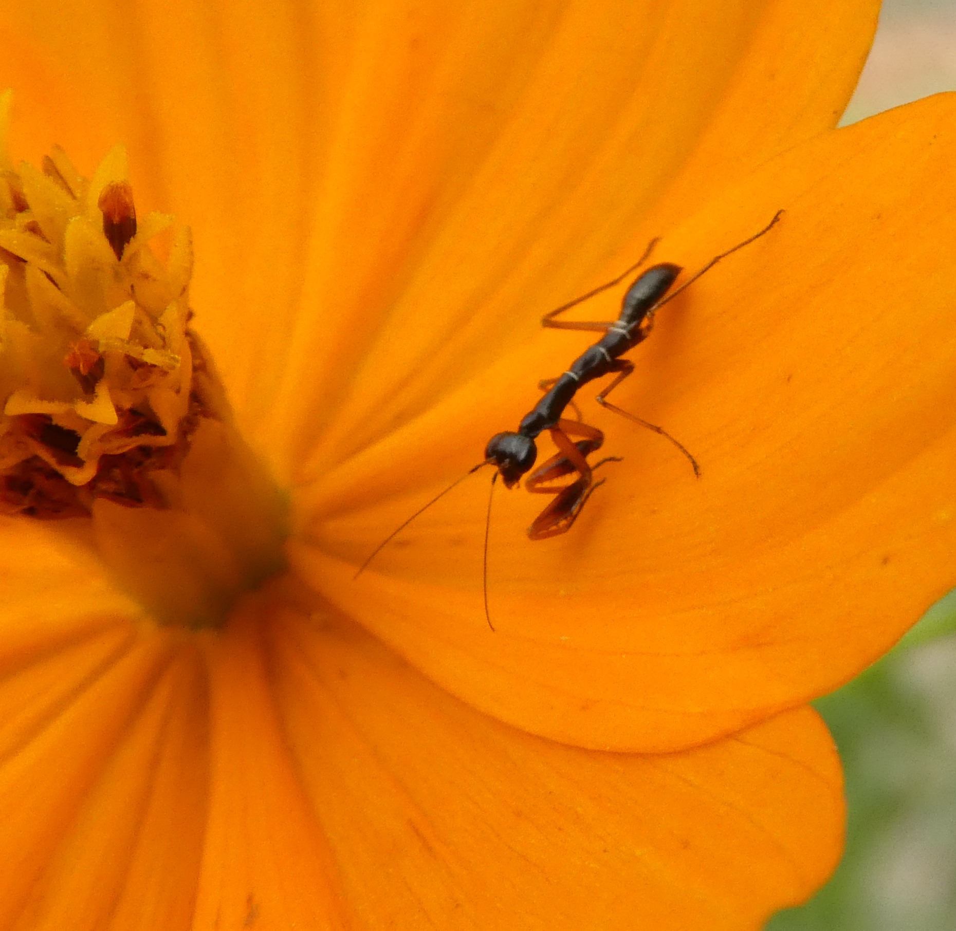 ((image var-sar-ant-mantis-as-ant-p1010891.jpg goes here))