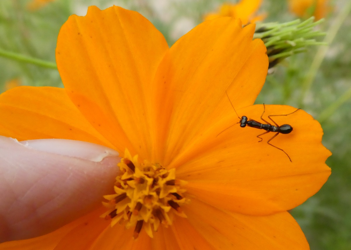 ((image var-sar-ant-mantis-as-ant-p1010894.jpg goes here))
